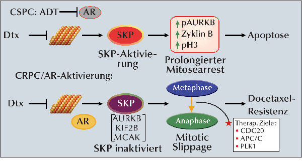 krebsimmunitaetszyklus